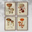 «Mushroom Variétés I», ensemble de 4 encadrées-434044224-434044351