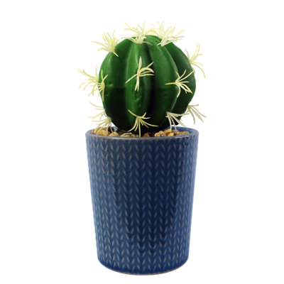 Annistin 17cm Plant