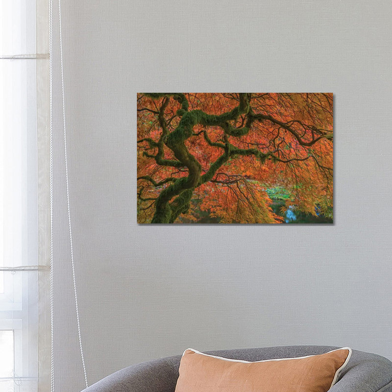 USA, Washington State, Bainbridge Island. Japanese maple tree in fall. 1 Piece Wrapped Canvas Wall Art, 45.72cm H x 66.04cm W