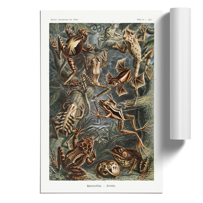 Frogs And Toads by Ernst Haeckel - No Frame Painting, 42cm H x 30cm W x 0.1cm D