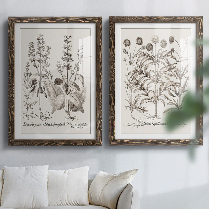 Sépia Besler Botanicals III - reproduction encadrée de qualité supérieure - prête à être accrochée, Noyer