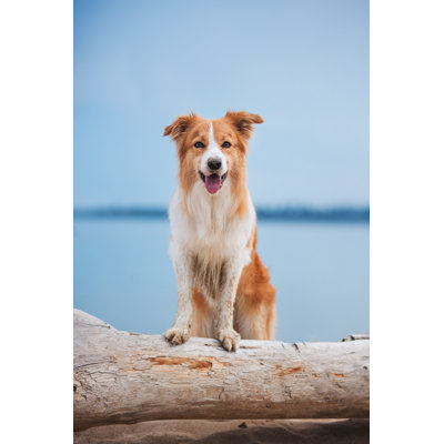 Red Border Collie Running On A Beach - Wrapped Canvas Print