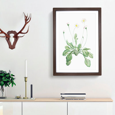Daisy Flowers by Pierre-Joseph Redoute - Picture Frame Painting Print
