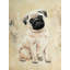 «Small Pug Dog», reproduction encadrée