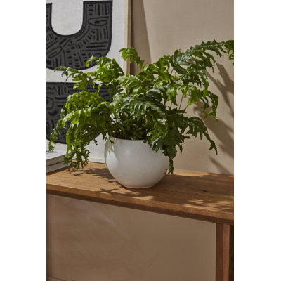 Mayu Pot
