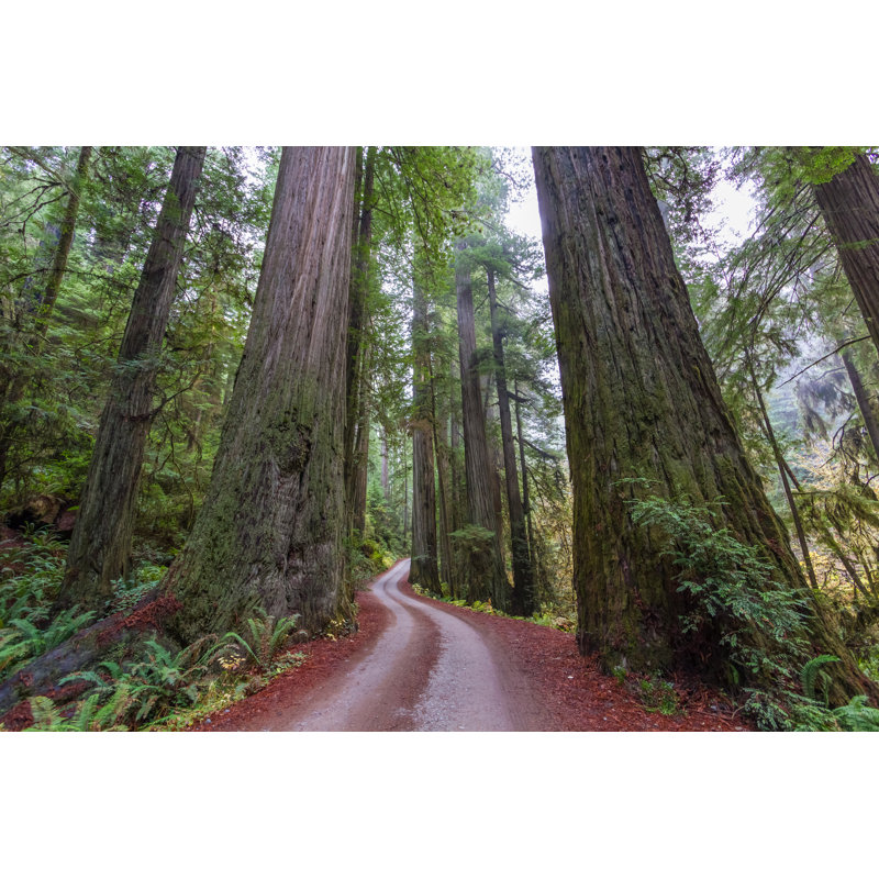Giant Coastal Redwoods - Photographie sur toile tendue, H 8 po x l 12 po x P 1 po