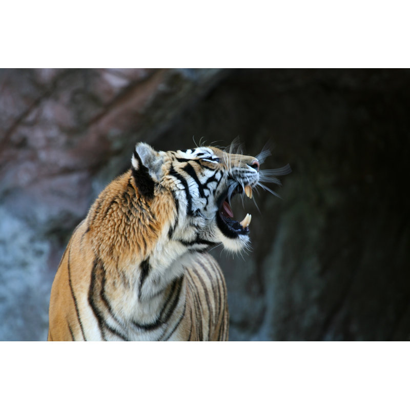 Roaring Tiger avec Motion Blur 2 par Romaoslo, H 12 po x l 18 po