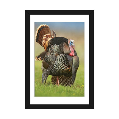" Wild Turkey Male In Courtship Display, Palo Duro Canyon State Park, Texas I " by Tim Fitzharris