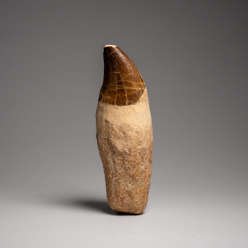 Genuine Mosasaur Tooth With Root (170.6 Grams)