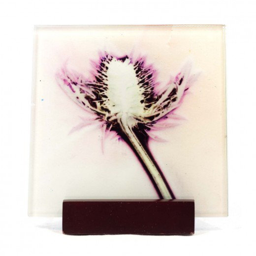 Glass Square 1 Piece Coaster, X-Ray