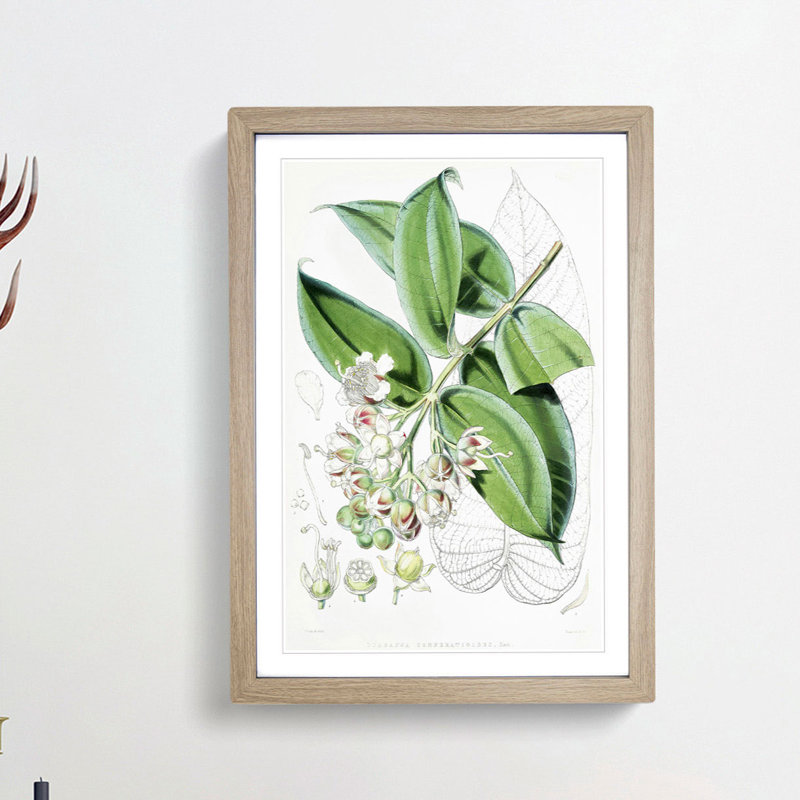 Illustrations of Himalayan Plants by W. H. Fitch - Picture Frame Painting Print, 48cm H x 36cm W x 2cm D, Oak Framed