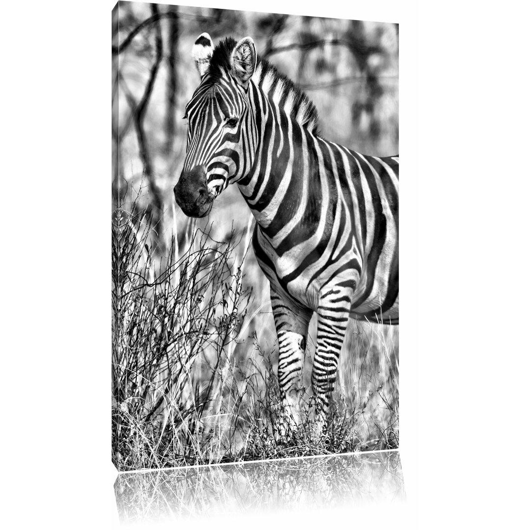 Leinwandbild Einsames Zebra in Monochrom