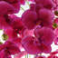 Real Touch Artificial Orchids Plastic, Silk Artificial Arrangement in Planter-88685007-107236912