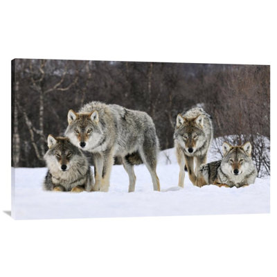 " Gray Wolf Group, Norway "