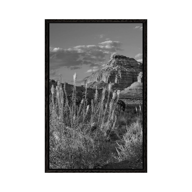 Miner's Candle Flowers, Echo Canyon, Vermilion Cliffs National Monument, Arizona by Tim Fitzharris - Gallery-Wrapped Canvas Giclée on Canvas