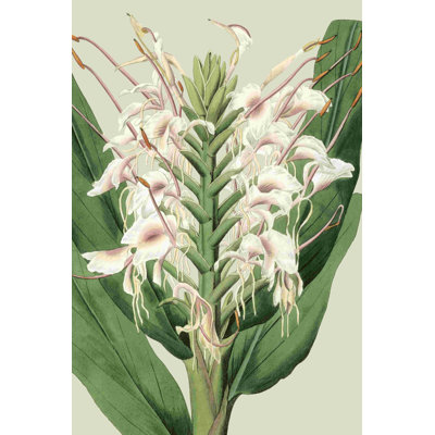 Orchidée en fleurs IV
