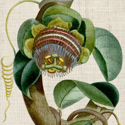 Recadrée Turpin Tropicals IV
