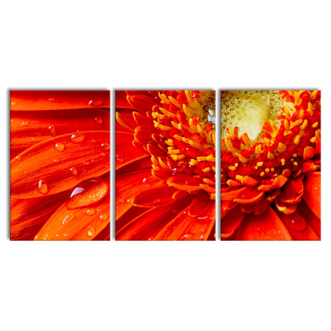 3-tlg. Leinwandbilder-Set Beautiful Gerbera Blossom