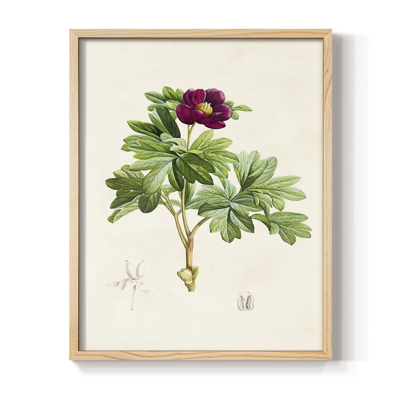 «Pretty Pink Botanicals III», reproduction encadrée - bois massif, Naturel, H 30 po x l 24 po