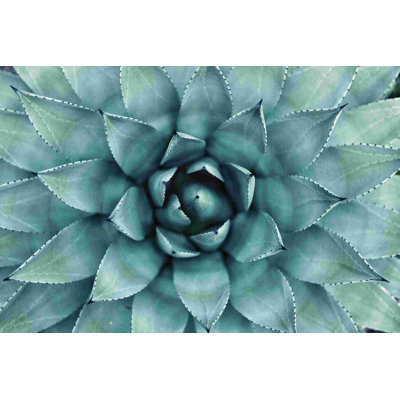 " Green Blue Succulent "