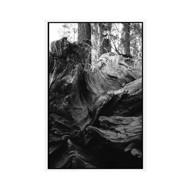 Sequoia National Park XIII by Bethany Young - Print on Canvas, 66.04cm H x 45.72cm W x 3.81cm D, White Framed