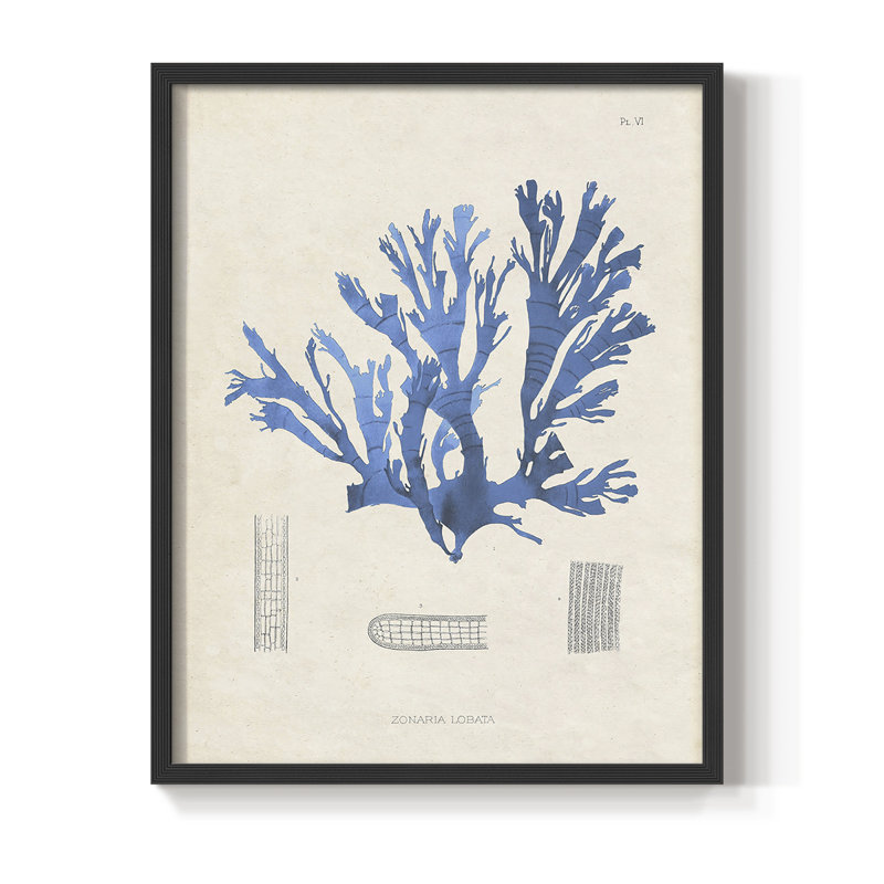 «Blue Marine Algae IX», reproduction encadrée - bois massif, H 28 po x l 22 po, Noir