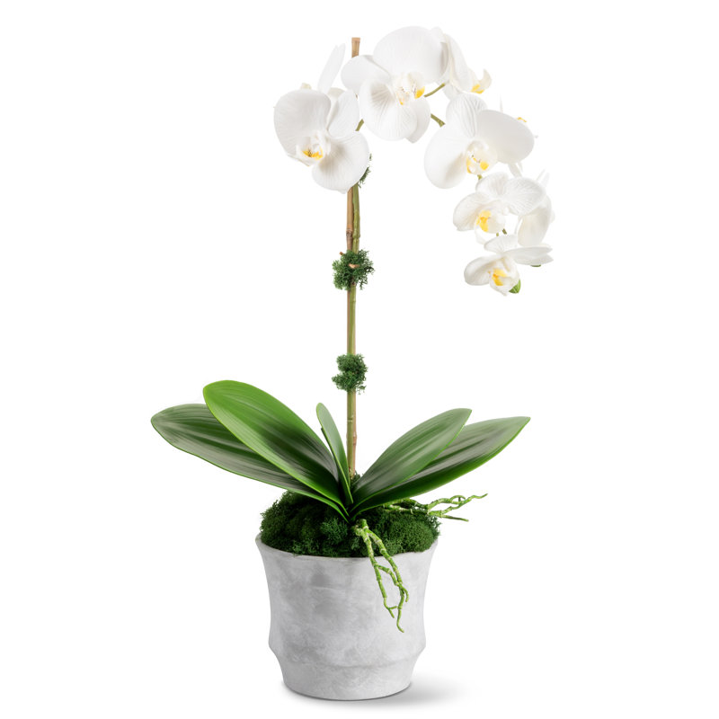 Clementine Realtouch Orchid Arrangement, White