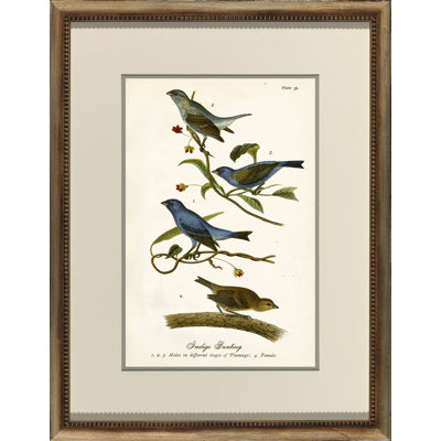 Indigo Bunting Print