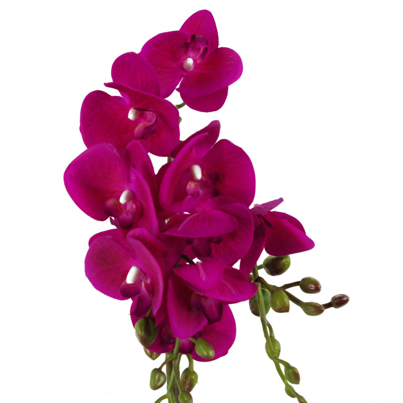 Anneus 54cm Plant