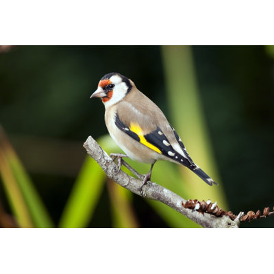 Chardonneret par Andrew_Howe