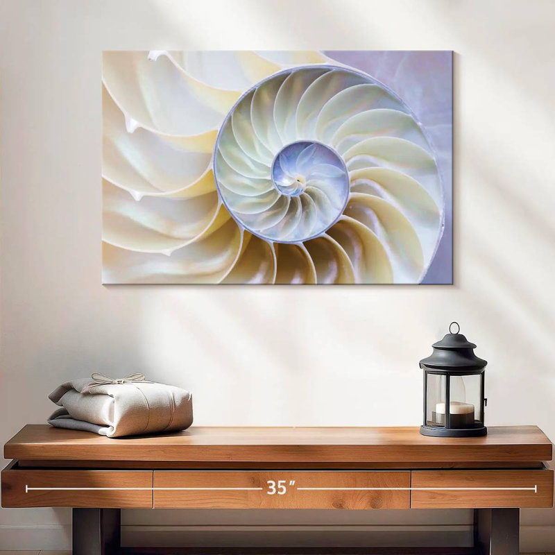 Empty Nautilus Shell, 16" H x 24" W