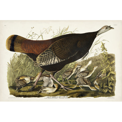 " Pl 6 Great American Hen And Young " by James Audubon Painting Print