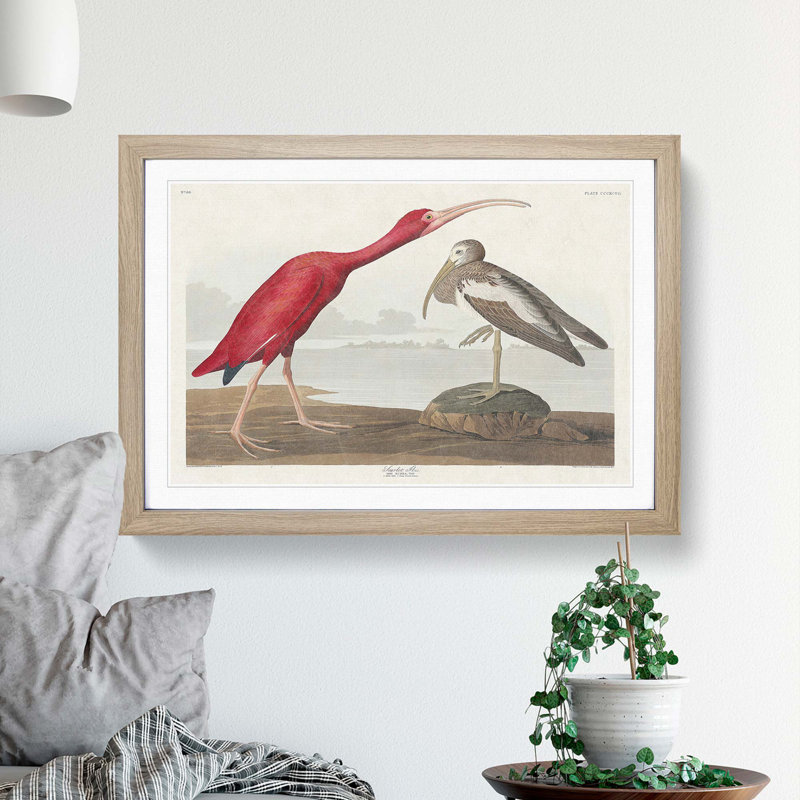 Scarlet Ibis Bird by John Audubon - Picture Frame Painting Print, 36cm H x 48cm W x 2cm D, Oak Framed