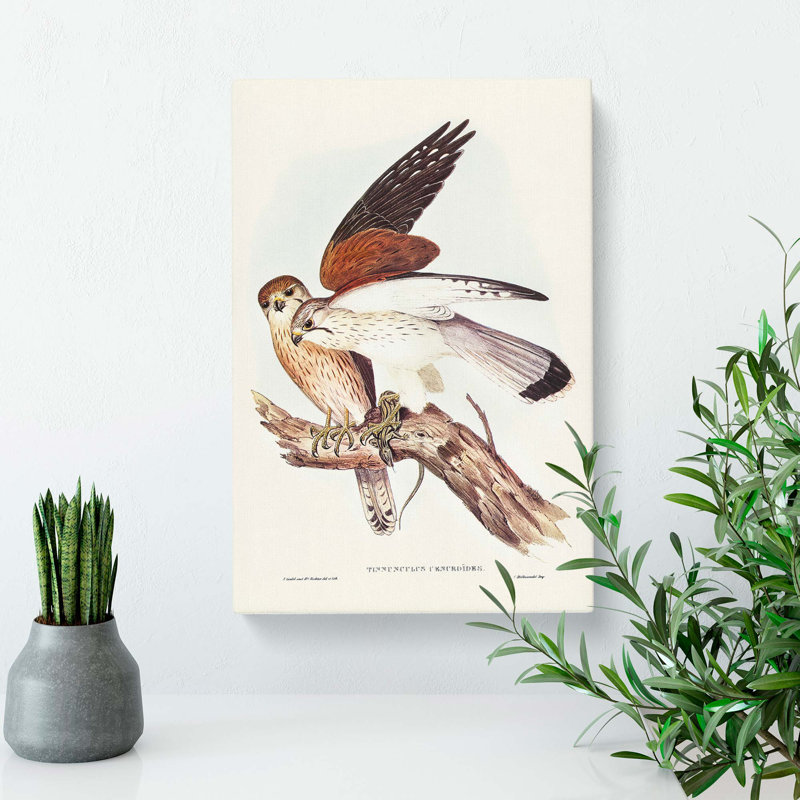 Nankeen Kestrels by Elizabeth Gould - Wrapped Canvas, 76cm H x 50cm W x 3cm D