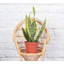 Live Laurentii Snake Plant-49662174