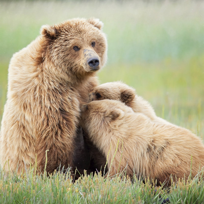 Bear Life II, H 20 po x l 20 po