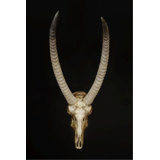 Skull And Bones III Print by Nash Rambler