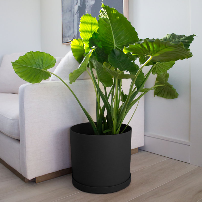 Pot à fleurs rond intérieur / extérieur en plastique moderne avec soucoupe, H 11,64 po x l 13,08 po x P 13,08 po, Noir