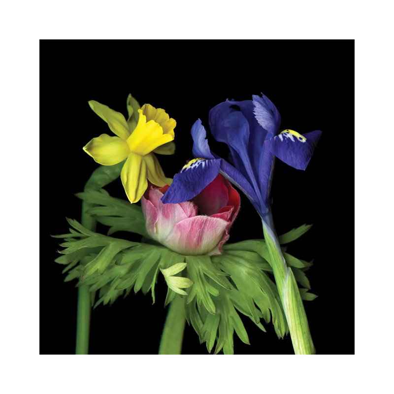 Iris Mini VII by Magda Indigo - Wrapped Canvas Print, 66.04 cm H x 66.04 cm W x 3.175 cm D