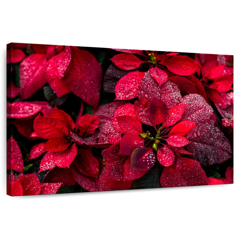 Harnek Dewy Poinsettia, H 30 po x l 45 po