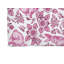 Tapis d'extérieur Bunny-410360126-410360112