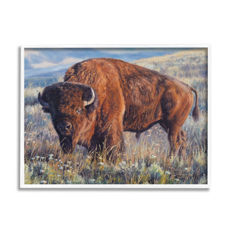 Bison qui broute dans la prairie par © David Graham, H 11 po x l 14 po x P 1,5 po, Giclée encadrée noir minuit