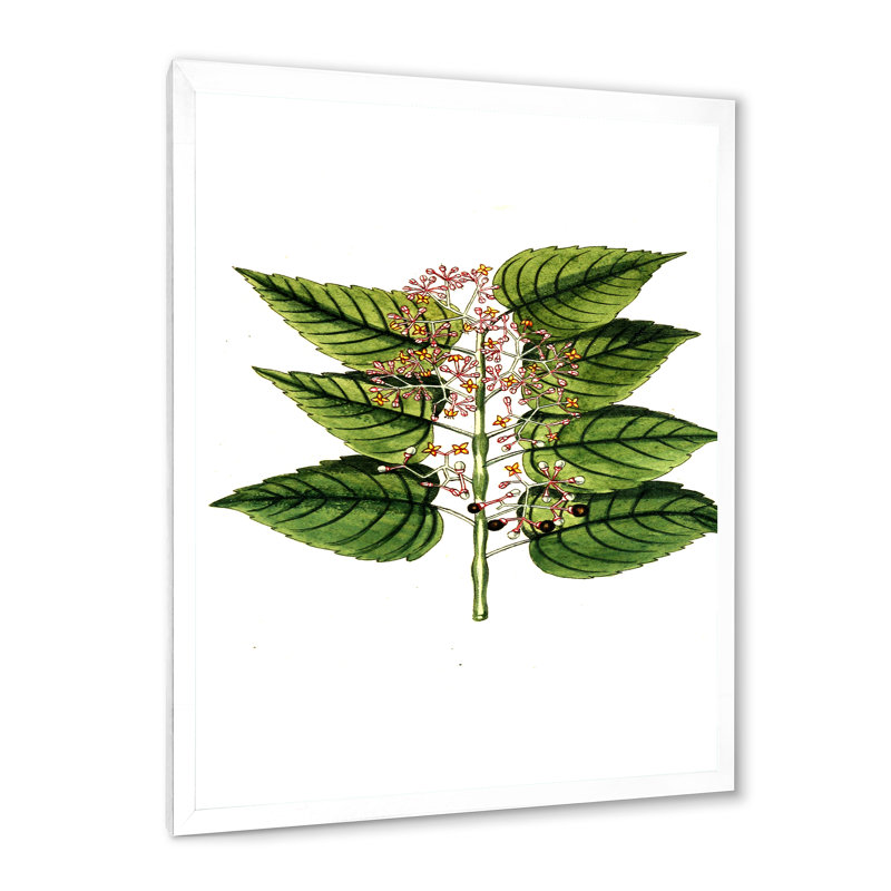 «Vintage Plant Life XXVI», peinture sur toile, Cadre photo blanc, H 40 po x l 30 po x 1,5 po