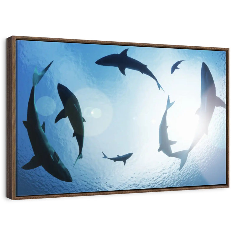 School Of Sharks, Floating Frame Walnut, 31" X 21"