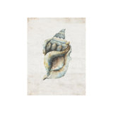 Shell Compilation II Print by Beverly Fuller