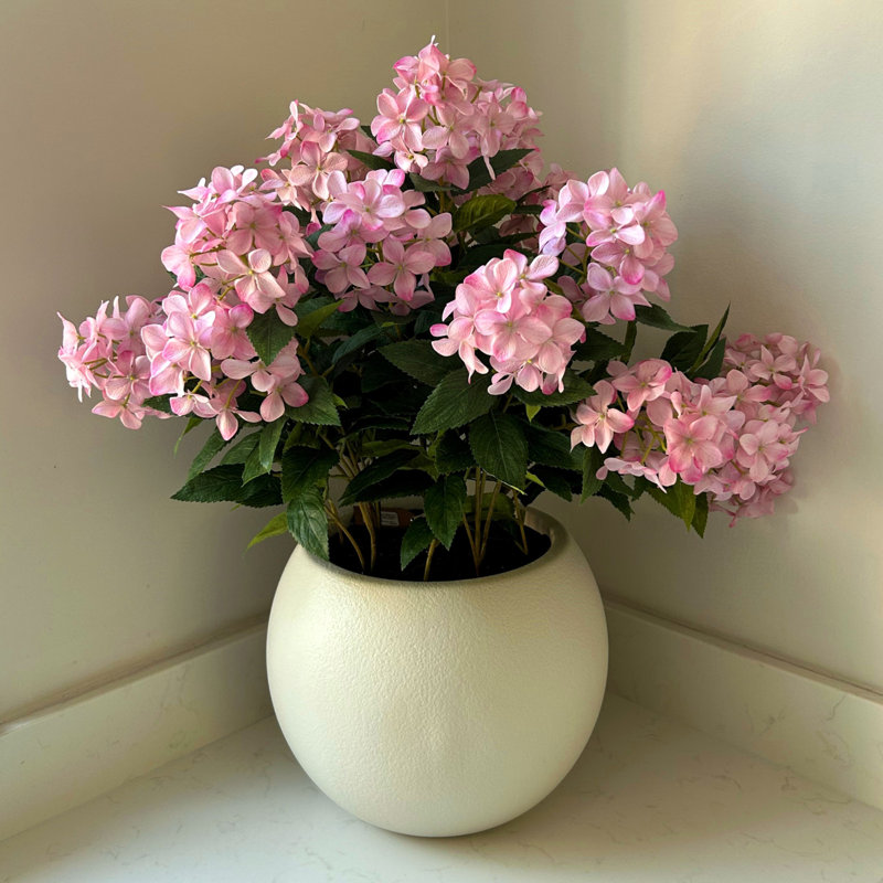 Large Hydrangea Plant In Pot, Pink
