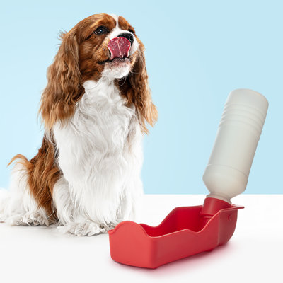 Pet Bowl