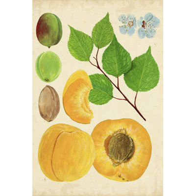 Apricot Study II - Graphic Art