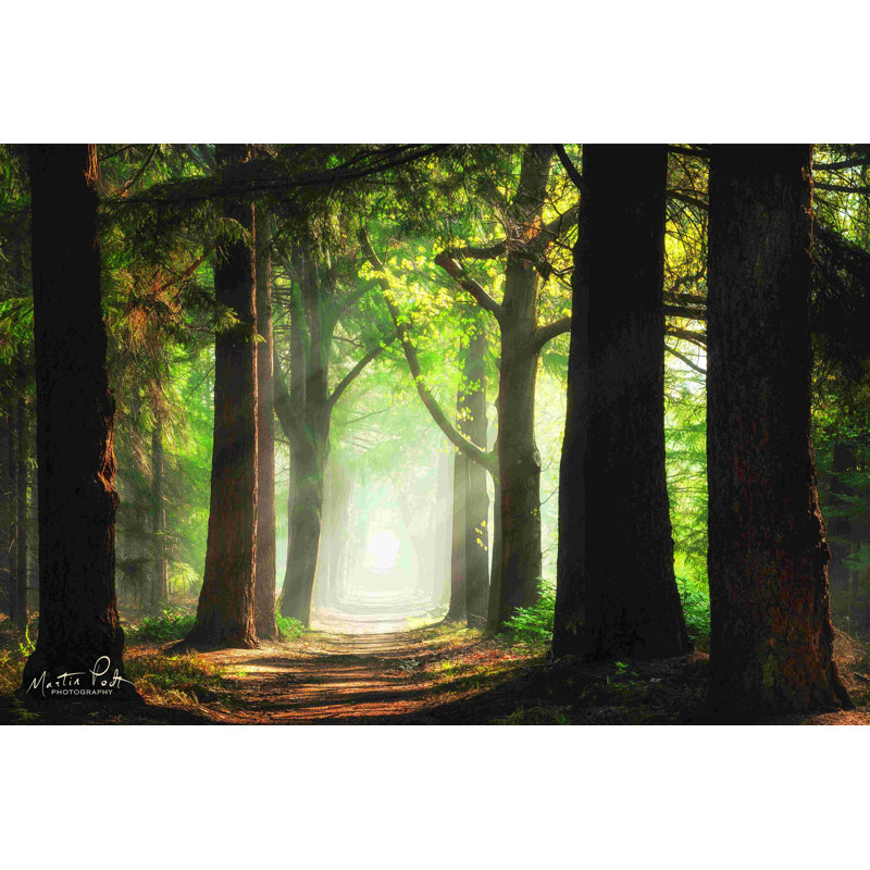 «Fresh Green Forest» par Martin Podt - reproduction, H 8 po x l 12 po, Toile tendue