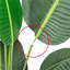 Curtis 46.1 plante